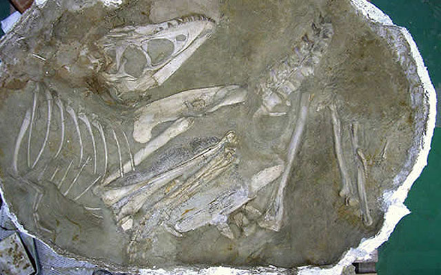 La gran bestia mongol de 70 millones de a&ntilde;os