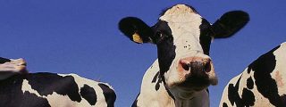 Las vacas contaminan la atm&oacute;sfera... pero "s&oacute;lo" la mitad que los coches