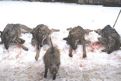 Los ecologistas critican la decisi&oacute;n del Castilla Le&oacute;n de matar 100 lobos