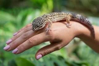 El gecko es capaz de ver en color en la oscuridad