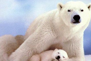 Atraviesan el &Aacute;rtico sin usar rompehielos