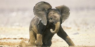 Los elefantes africanos guardan luto y se aislan tras la muerte de un miembro de su familia