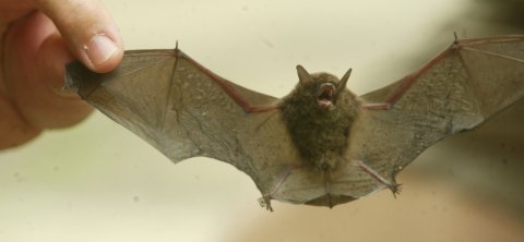 El sexo oral, una ventaja evolutiva en los murci&eacute;lagos