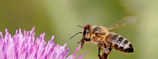 Las mentiras sobre la desaparici&oacute;n de las abejas