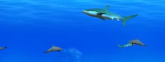 Los oc&eacute;anos ser&aacute;n un lugar m&aacute;s dif&iacute;cil para vivir a causa del ruido