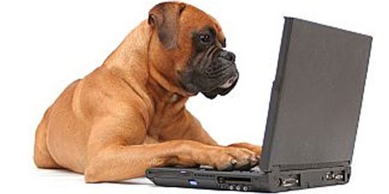 Lanzan una red social perruna