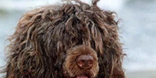 Los Obama eligen por fin a su mascota: un perro de aguas portugu&eacute;s