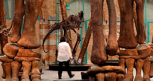 El mayor herb&iacute;voro del planeta, el Argentinosaurus, resucita en Alemania