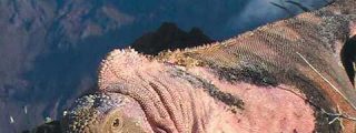 La iguana rosa de las Gal&aacute;pagos desconcierta a los cient&iacute;ficos