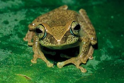 Descubren 200 nuevas especies de anfibios en la isla de Madagascar