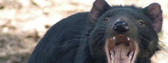 Descubierto el origen del c&aacute;ncer que diezma a los demonios de Tasmania
