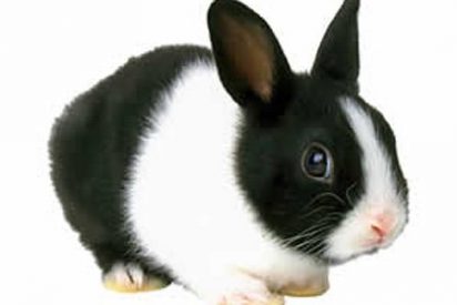 Un conejo.