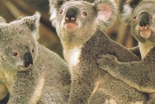 Sexo entre koalas en el Open Australia