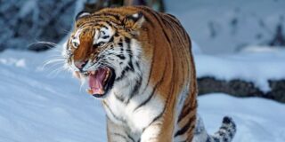 Tiran vacas vivas a los tigres para que las devoren y los turistas chinos saquen 'buenas' fotos