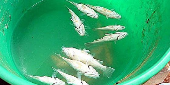 'Lluvia' de peces alarmó a un pueblo de Australia