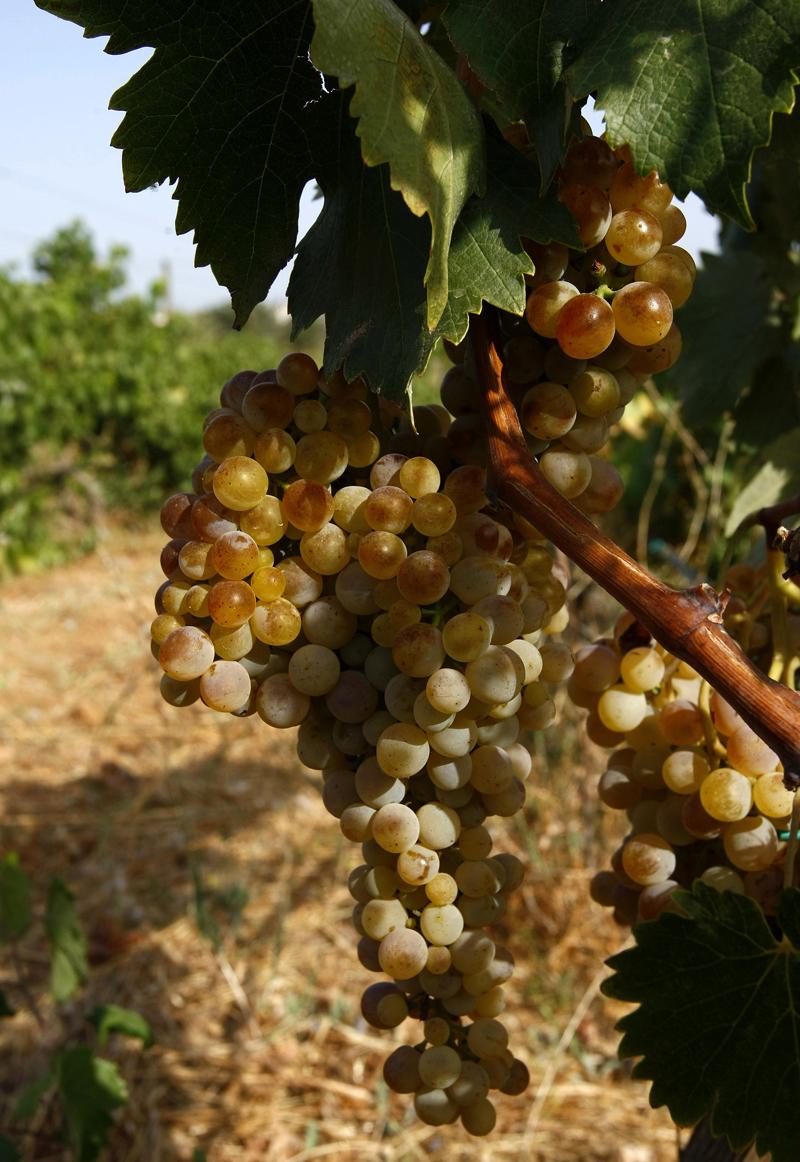 Una mol&eacute;cula de las uvas, "eficiente" contra la colitis ulcerosa