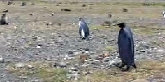 Un pingüino completamente negro fue hallado en la Antártida