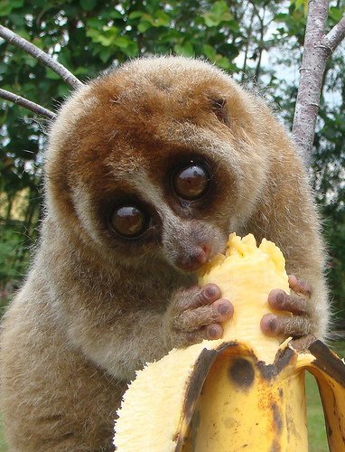 Siete animales que nunca creerías que son venenosos