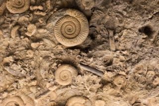 Encuentran un &lsquo;tesoro&rsquo; de f&oacute;siles marinos jur&aacute;sicos en Reino Unido