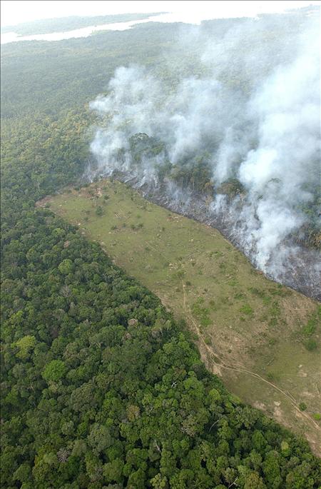 El aumento de los incendios forestales en la Amazonía preocupa a los científicos