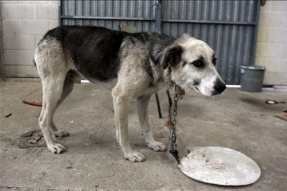 Fuera de peligro un menor de Palas de Rei mordido por un perro vagabundo