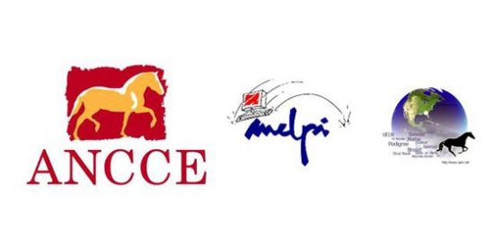 Respuesta de ANCCE a la FOUNDATION y MELPI