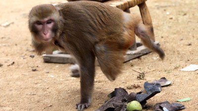 Un mono que tiene solo un brazo y una pierna mata a 80 gallinas del hombre que le salvó la vida