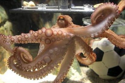 El pulpo Paul se jubila con un 100 por ciento de aciertos y sin revelar su secreto