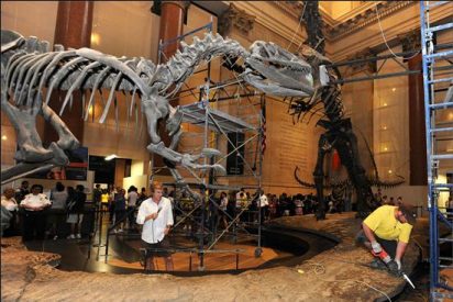 Separan dos dinosaurios para que los visitantes puedan caminar entre ellos