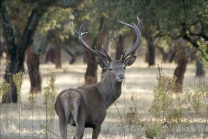 Los ciervos muertos en la provincia de Zamora ascienden a 79 en 13 días