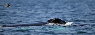 Mueren 58 ballenas piloto varadas en las costas de Nueva Zelanda