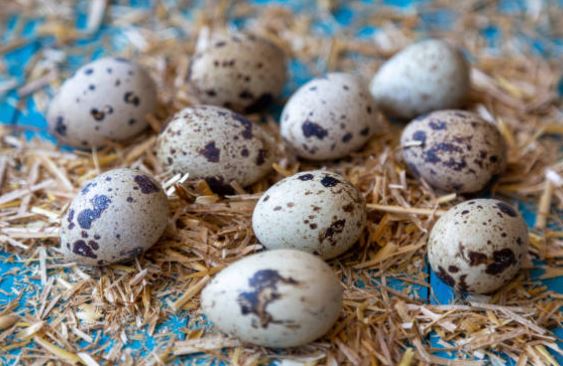 Canapés con huevos de codorniz fáciles
