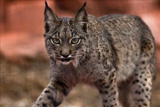 De 94 ejemplares a m&aacute;s de 2.000: el milagro gen&eacute;tico que salv&oacute; al lince ib&eacute;rico