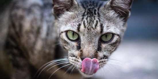 Pron&oacute;stico del Tiempo en Espa&ntilde;a: contrastes t&eacute;rmicos y un norte agitado este 11 de enero de 2026