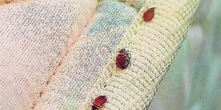 Las chinches de cama invaden Espa&ntilde;a