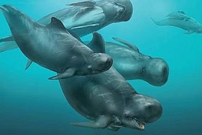 Descubren un delf&iacute;n con cabeza de bal&oacute;n