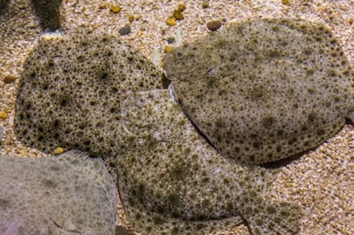 rodaballo en el fondo del mar