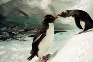 Los animales tambi&eacute;n se enamoran