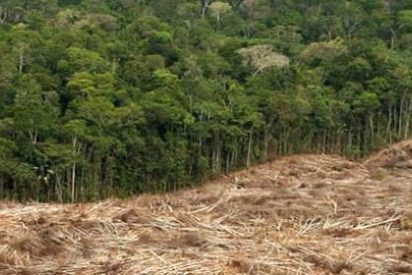 Asesinan a una pareja que luchaba contra la tala ilegal de &aacute;rboles en la Amazon&iacute;a