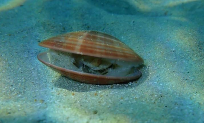 Almejas a la marinera: