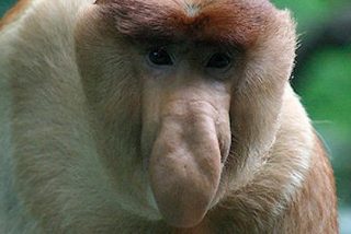 Para su disfrute (y consuelo): los animales m&aacute;s feos del mundo