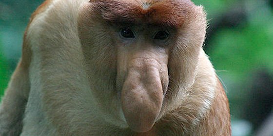 Para su disfrute (y consuelo): los animales m&aacute;s feos del mundo