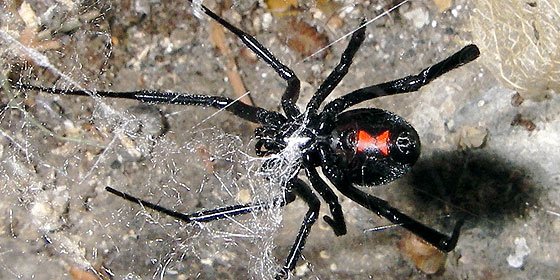 C&oacute;mo tener sexo con una viuda negra y sobrevivir a la experiencia