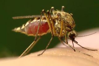 ¿Sabes cómo combatir el mosquito 'tigre’?