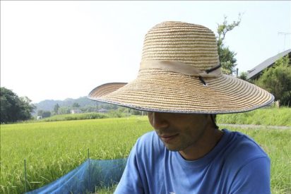 Encuentran un nivel excesivo de radiación en el arroz de Fukushima