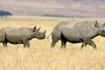 C&oacute;mo inseminar artificialmente a una rinoceronte blanca