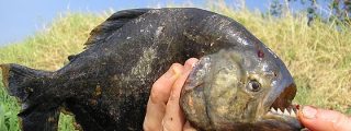 Las pira&ntilde;as se enfurecen y comienzan a morder a la gente en Brasil
