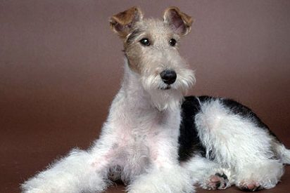 Los siete alimentos que no deber&iacute;amos dar nunca a nuestro perro