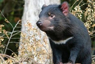 La historia de cómo la investigación de un tumor salvó al demonio de Tasmania