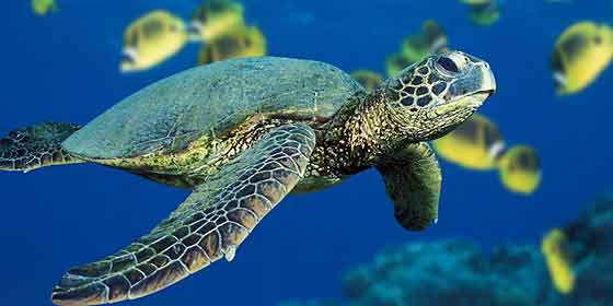 La tortuga que tarda 45 a&ntilde;os para llegar a la edad reproductiva